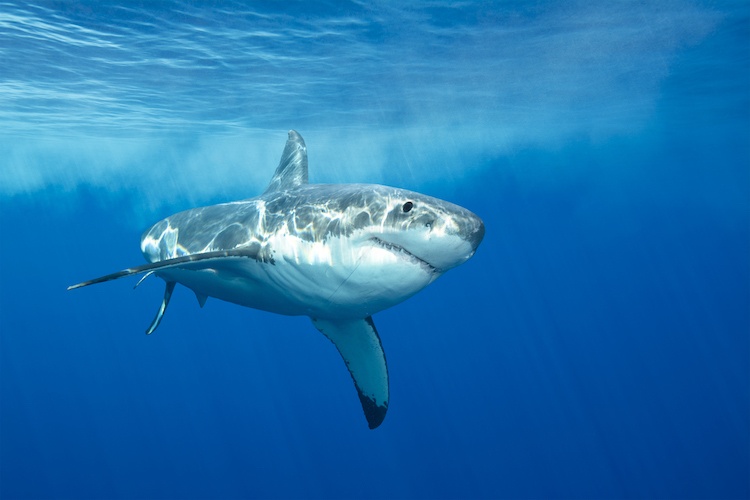 Shark Attack off North Carolina Coast