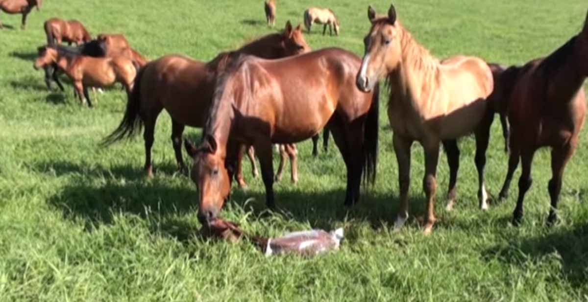 pregnant mare gives birth and herd comes running