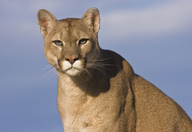 A Mountain Lion Made Itself at Home in This Woman's House. Her Solution Was Both Compassionate and Amazing.