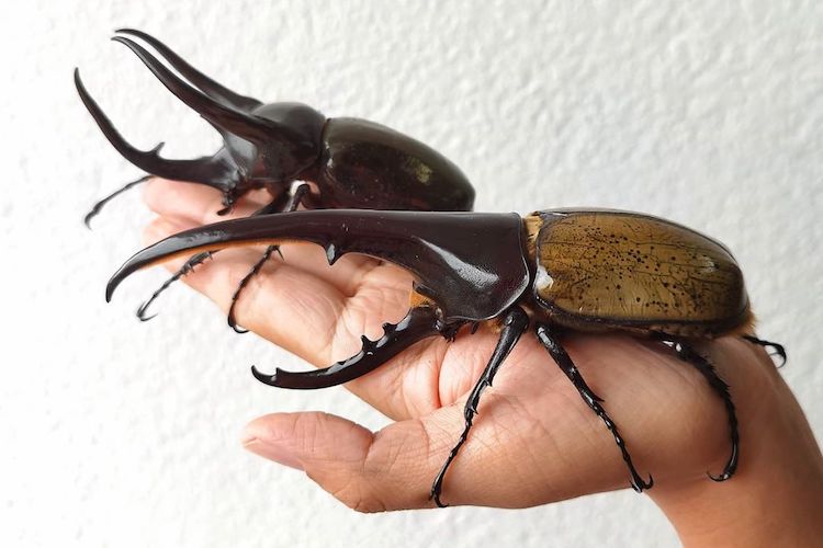 10 Bizarre Bugs That Unfortunately Are Real