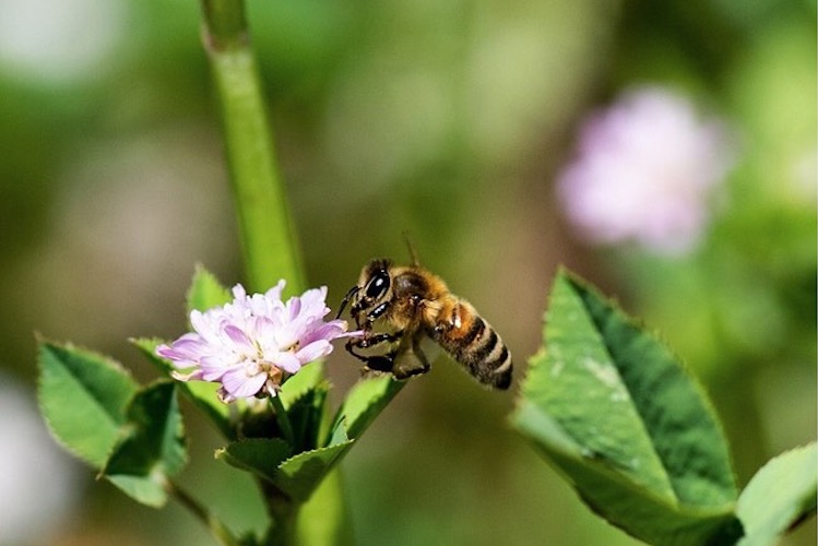 10 Deadly Animals Lurking in Your Backyard