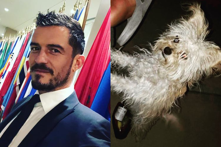 Meet Orlando Bloom's New Foster Dog, Buddy