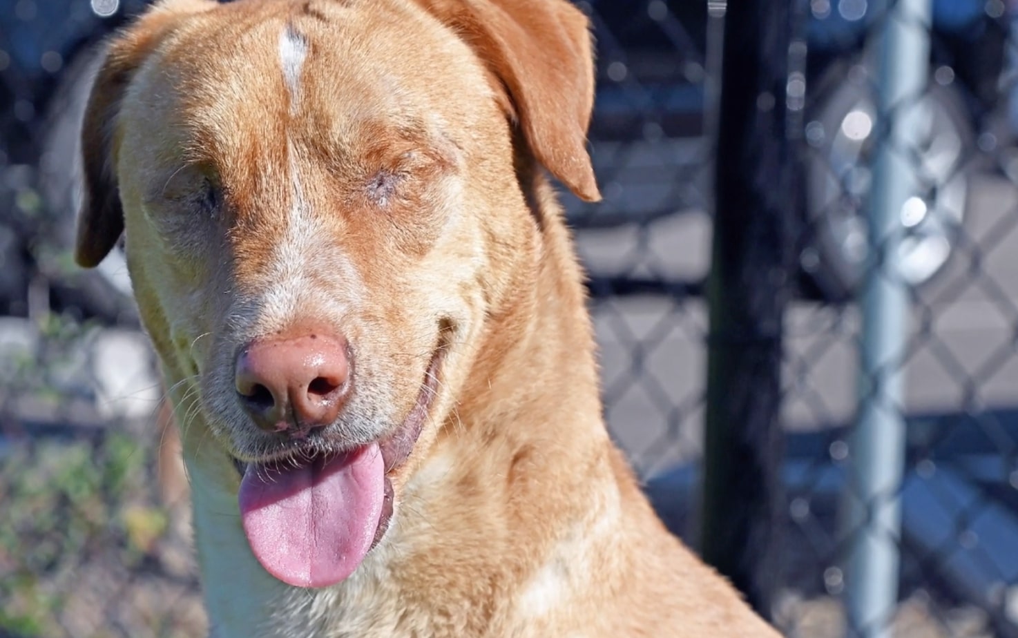 Owners Remove Dog's Eyes, Give Him Up Post-Surgery