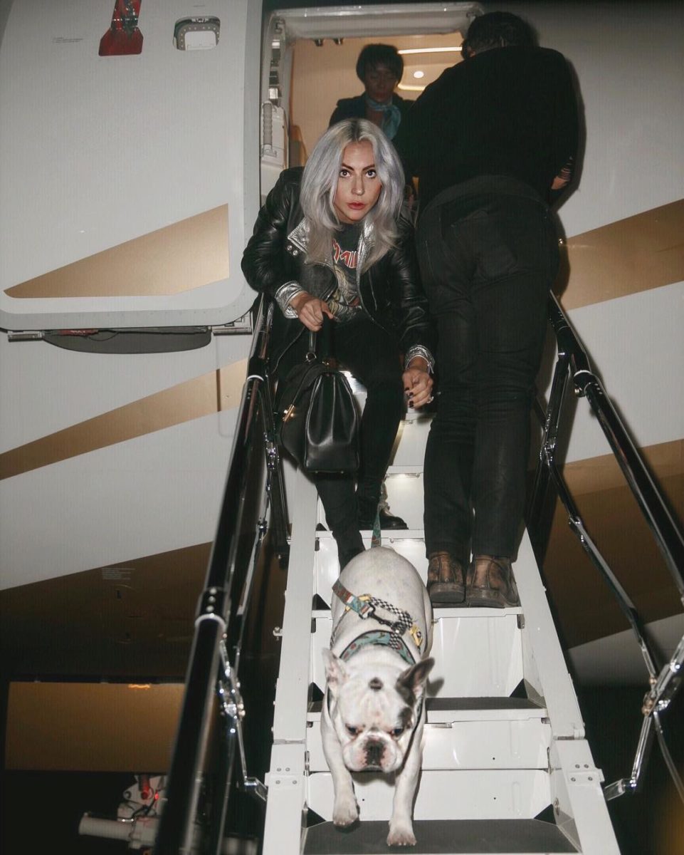 Lady Gaga's Dog Walker Shot Four Times, Two Dogs Stolen, Security Footage Released