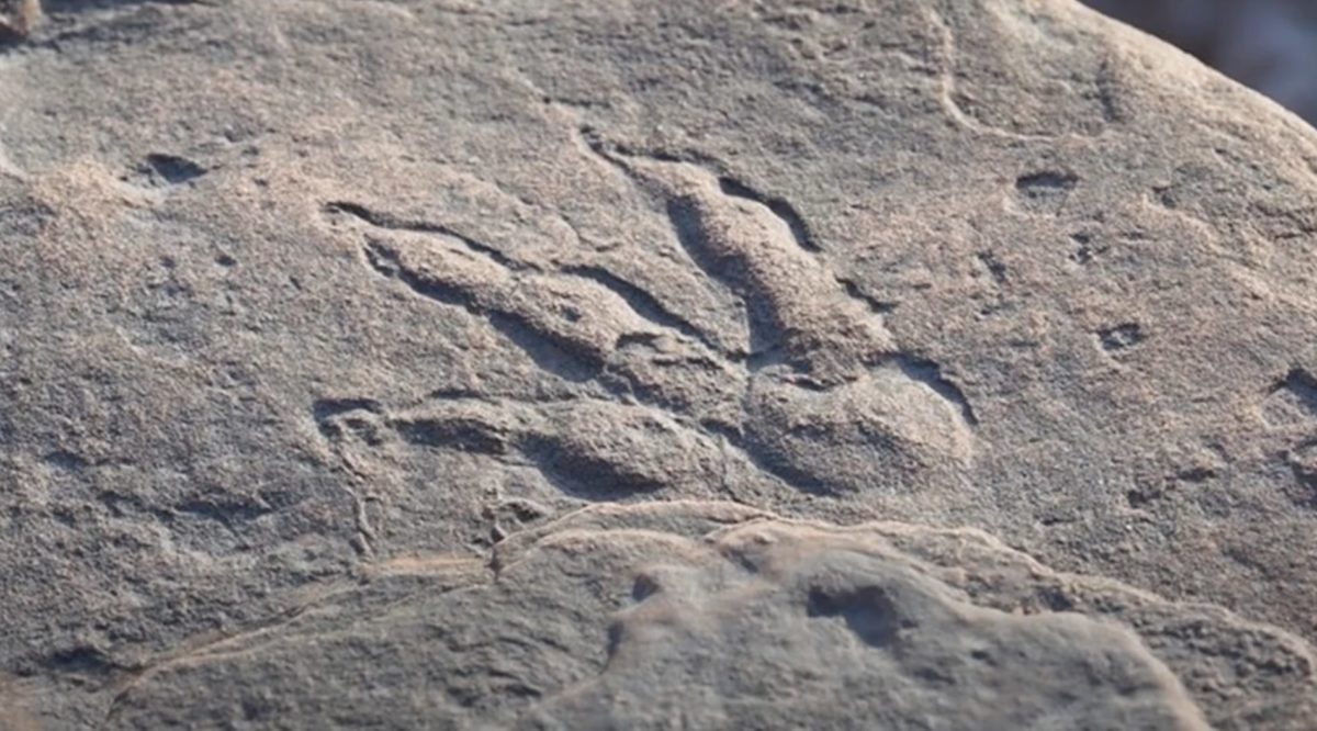 4-Year-Old Finds 220 Million-Year-Old Dinosaur Footprint