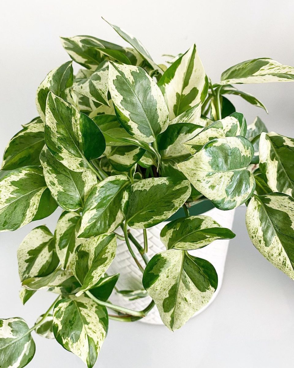 NASA Claims These 25 Plants Clean the Air in Your Home