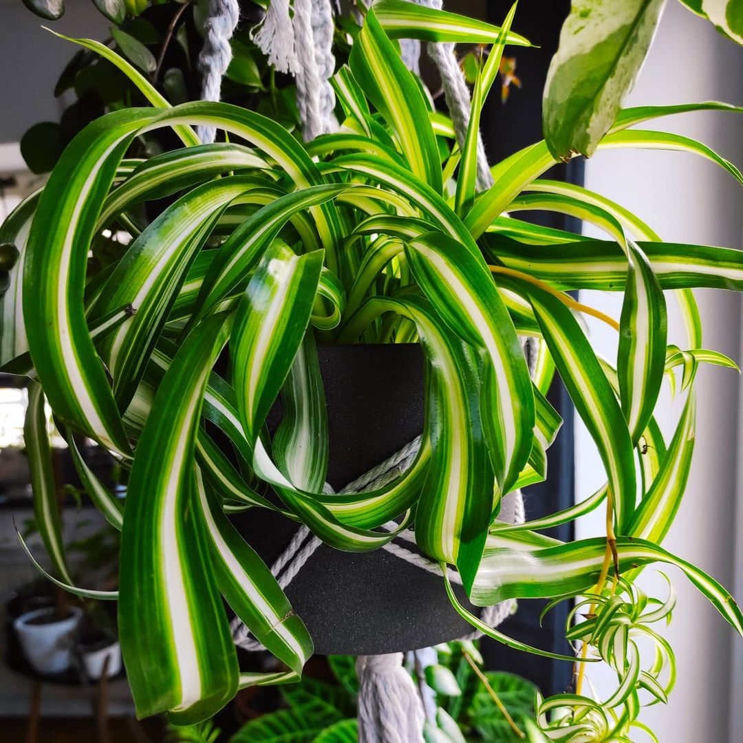 NASA Claims These 25 Plants Clean the Air in Your Home