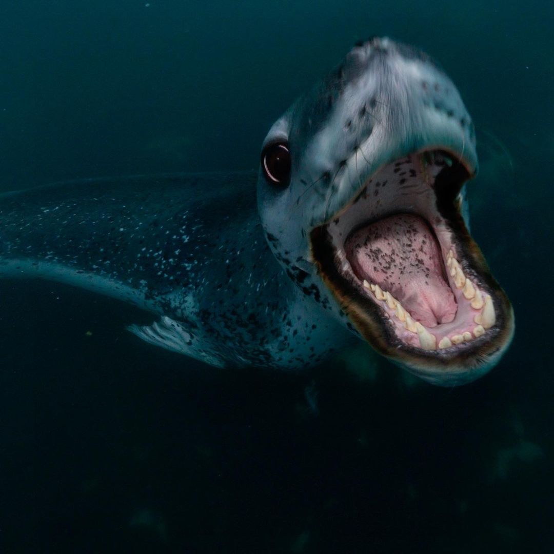 60-Year-Old Swimmer Attacked and Injured by a Seal in Hawaii: 'This Poor Woman Was Terrified'