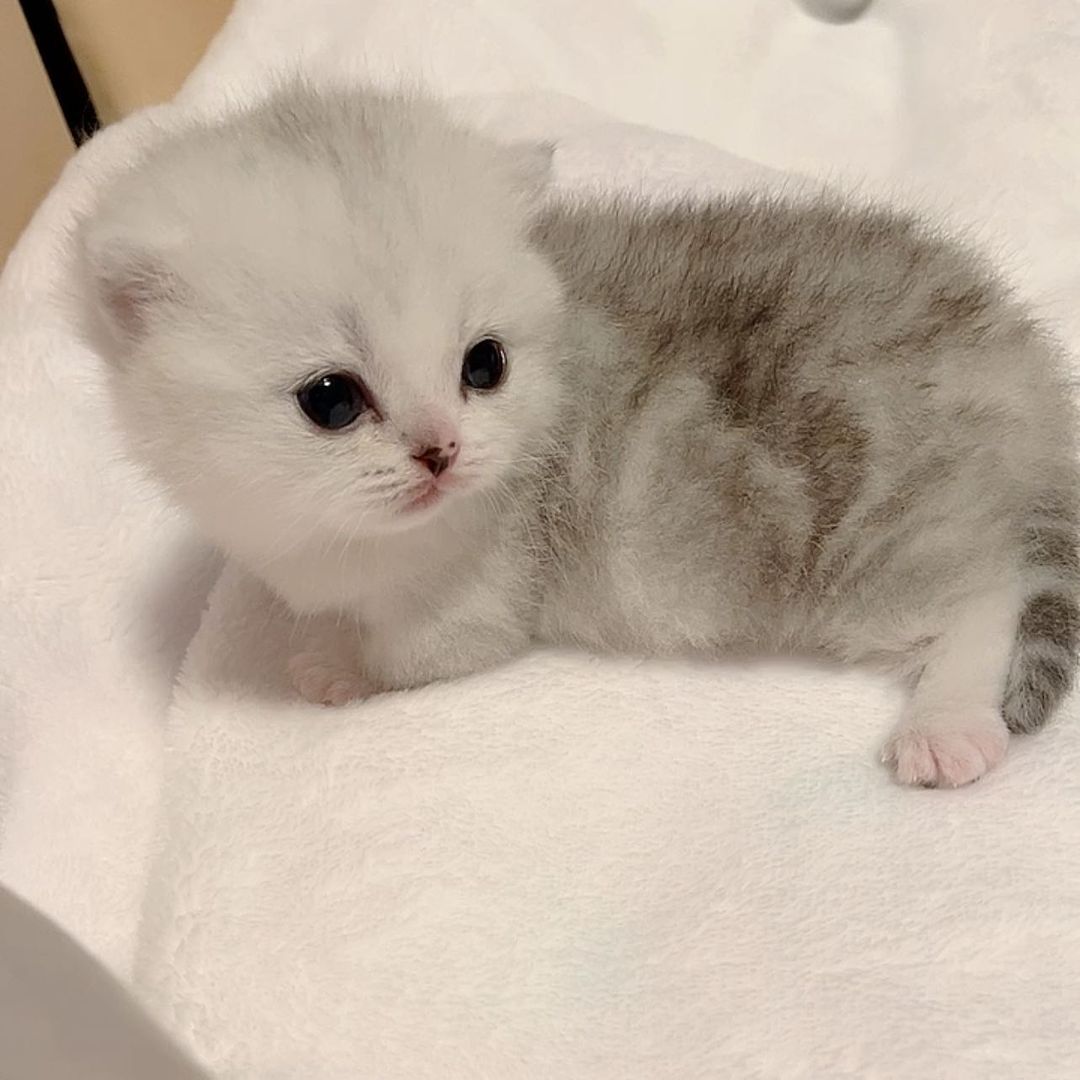 You Need a Dose of Smol in Your Life! Check Out These Adorable Little Fur Babies