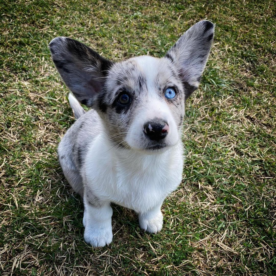 You Need a Dose of Smol in Your Life! Check Out These Adorable Little Fur Babies