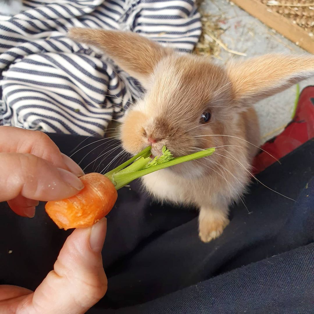 You Need a Dose of Smol in Your Life! Check Out These Adorable Little Fur Babies