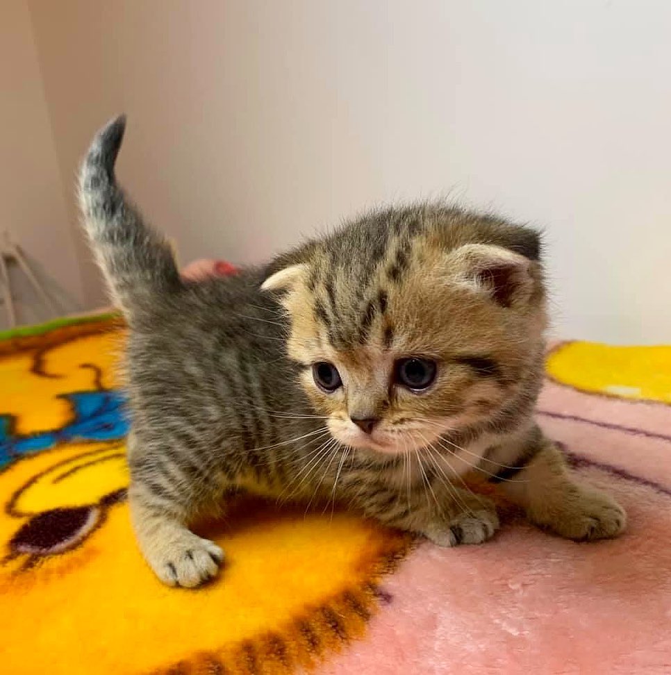 You Need a Dose of Smol in Your Life! Check Out These Adorable Little Fur Babies