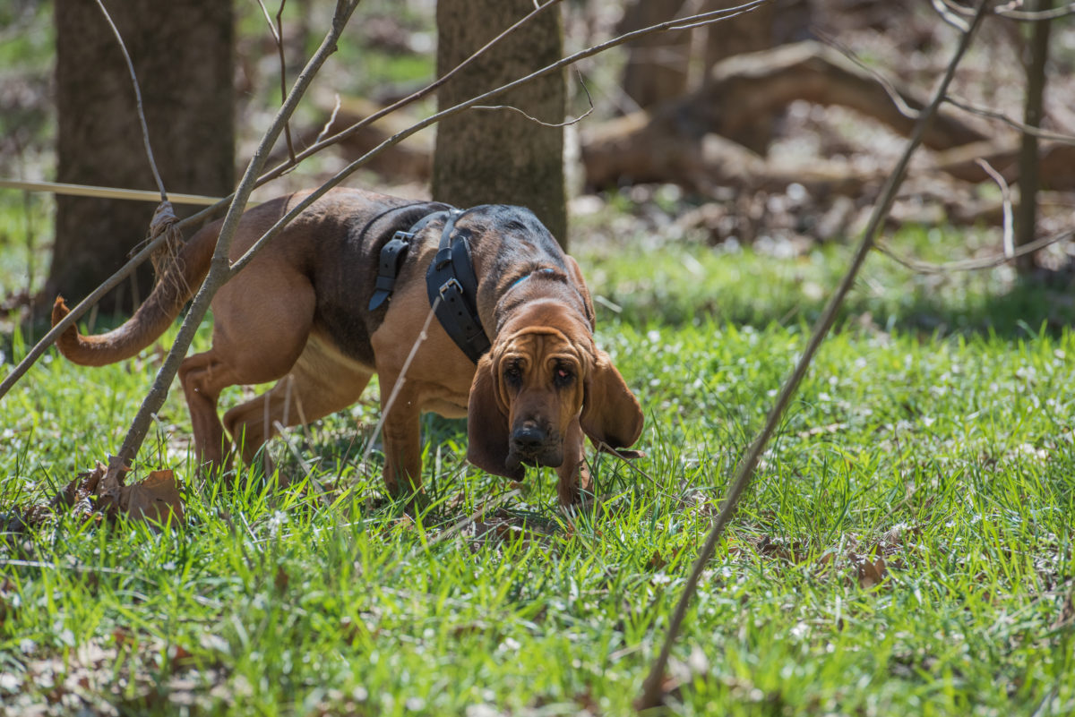 K-9 Discovers 6-Year-Old Tennessee Girl Who Was Abducted A Month Ago