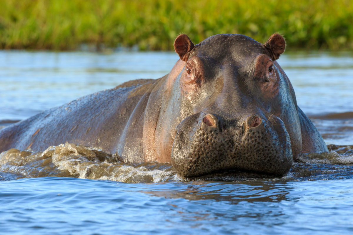 U.S. Rules Pablo Escobar's 'Cocaine Hippos' Are Legal 'Persons'