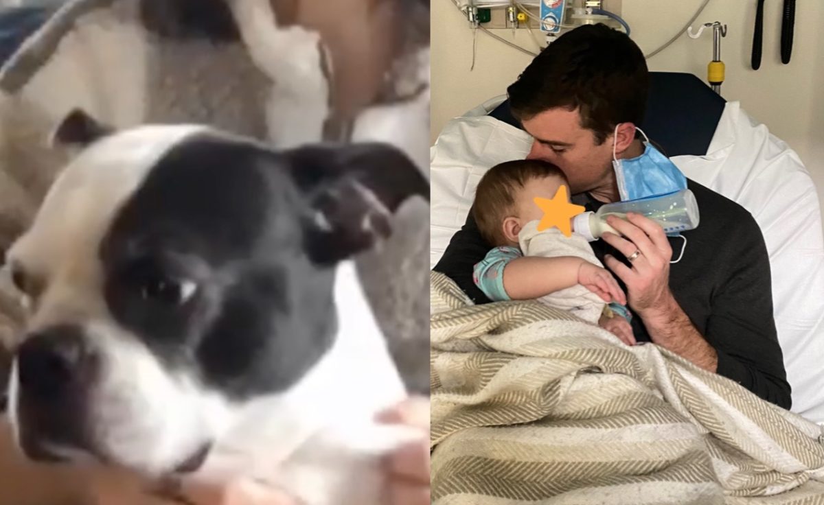 Boston Terrier Dog Saves 9-Month-Old Human Sister's Life as She Struggled to Breath in Her Crib