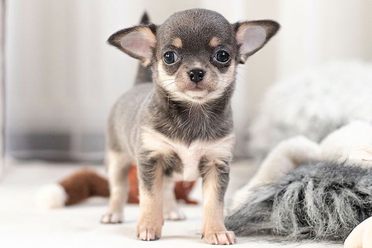 Baby Chihuahua Photos That Are Too Cute for Words