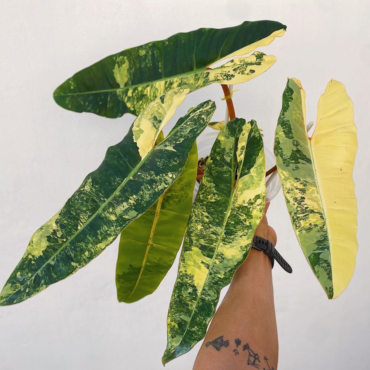 Rare Houseplants Plant-Lovers Can't Wait to Get Their Hands On