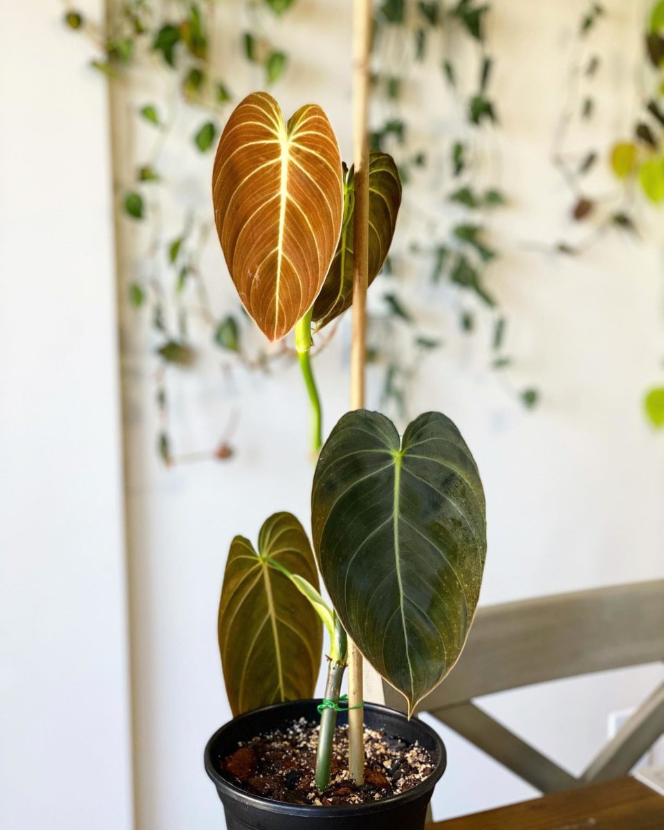 Rare Houseplants Plant-Lovers Can't Wait to Get Their Hands On