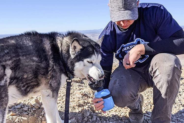 10 Best Dog Water Bottle Options