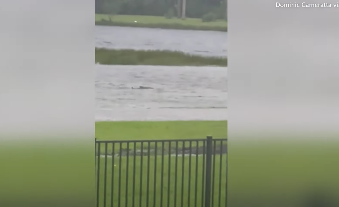 ‘Street Shark’ Spotted in Neighbor’s Yard Amid Hurricane Ian Crisis