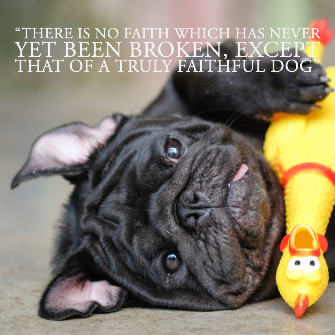 Quotes About Dogs