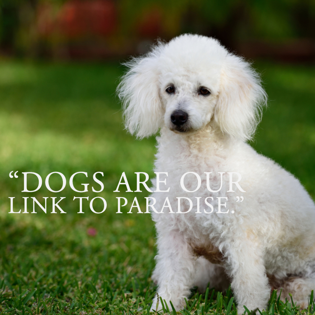 Quotes About Dogs