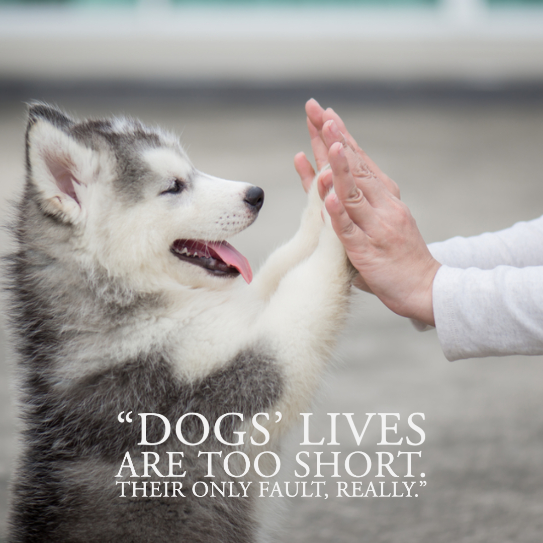 Quotes About Dogs