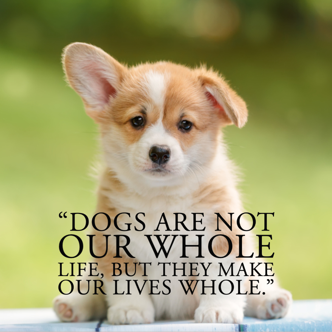 Quotes About Dogs