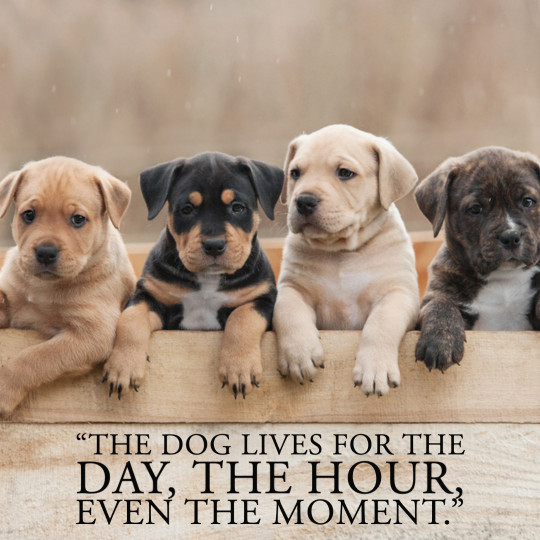 Quotes About Dogs