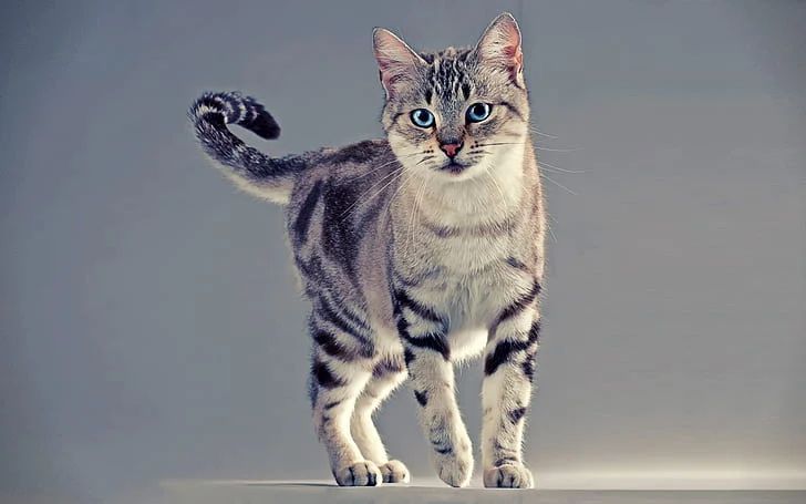 Most Popular Cat Breeds in the US