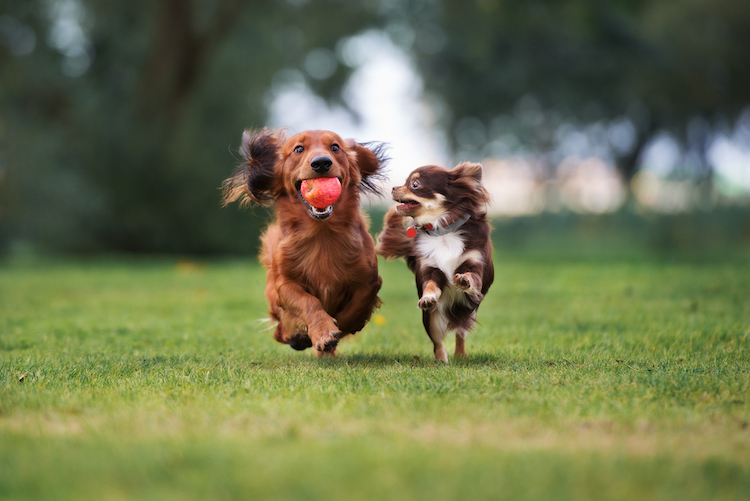 Most Popular Dog Breeds