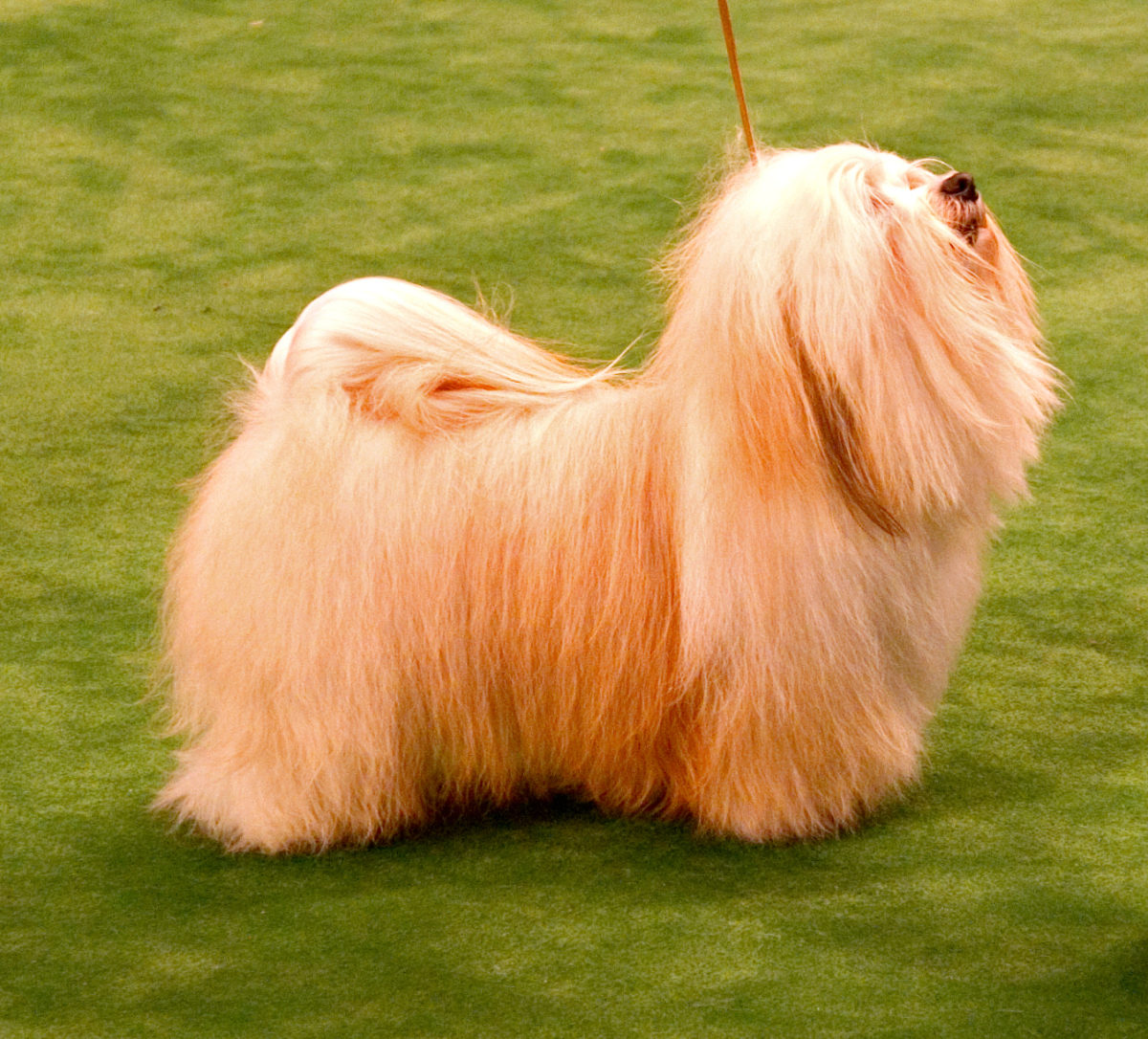 Longest-Living Dog Breeds