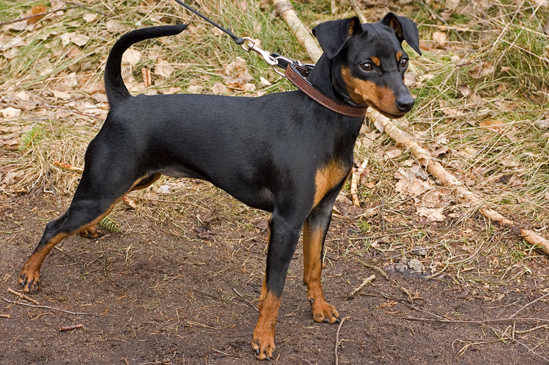 Longest-Living Dog Breeds