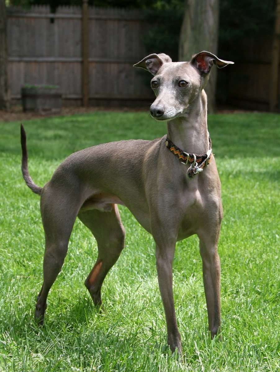 Longest-Living Dog Breeds