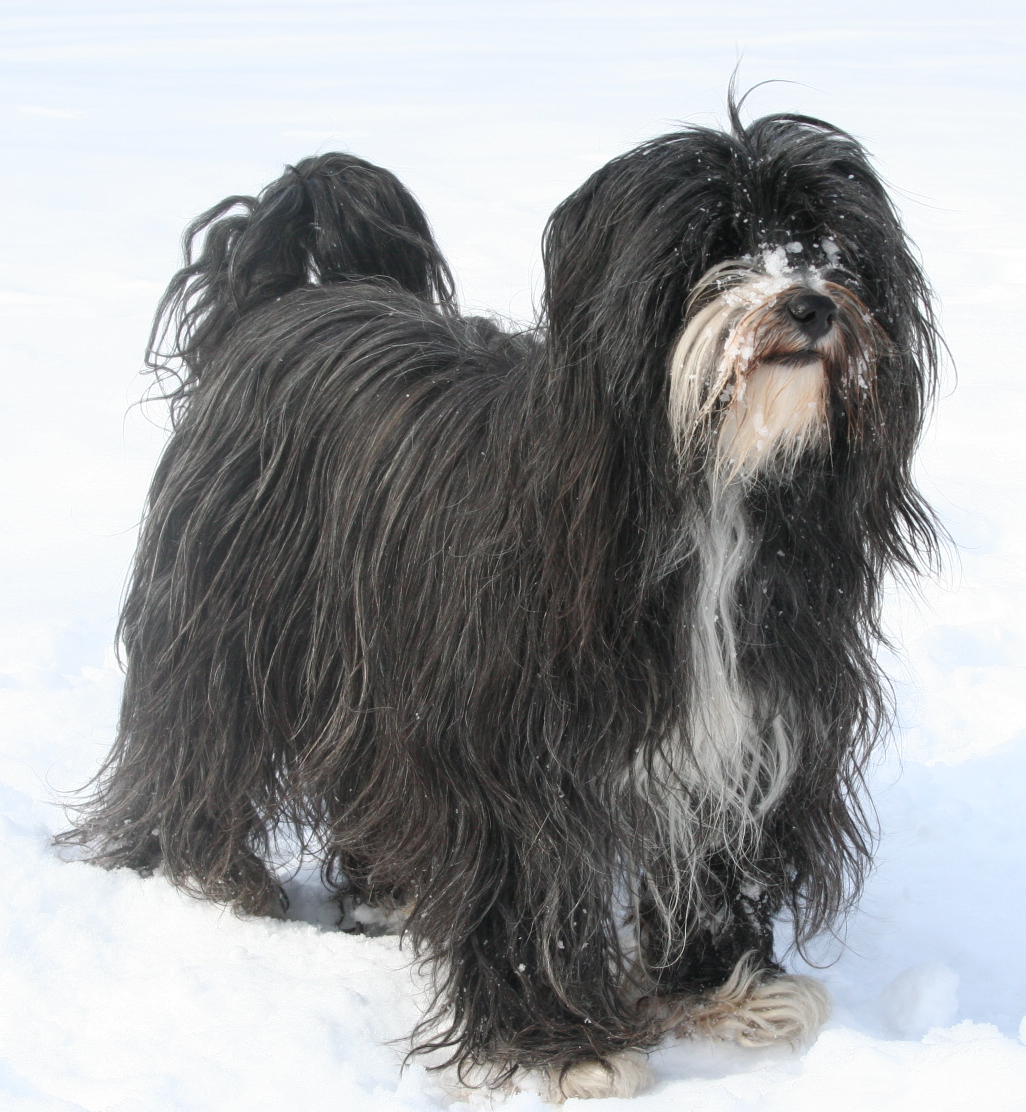 Longest-Living Dog Breeds